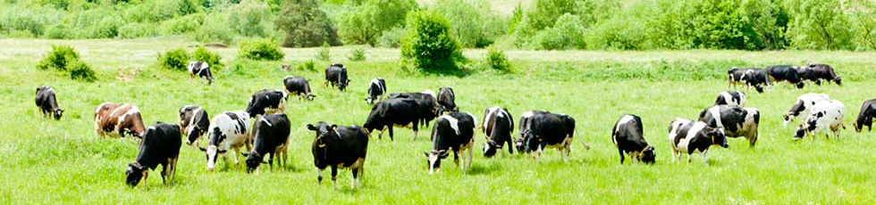 Развитие научных основ и создание новых адаптивных систем питания продуктивных животных
